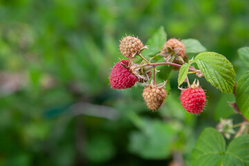 Ripe raspberries on a green bush....