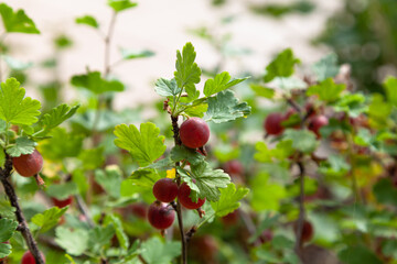 lot of ripe red berries hang on gooseberry branch....