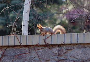 Red squirrel sits on brick wall