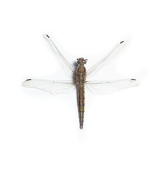 Dragonfly on white background close-up....