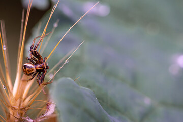 Close-up on a spider siting on a plant. Shallow depth of field. Selective focus