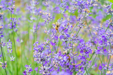 Obraz premium Close-up of a bee gathering pollen from flowers in a lavender field