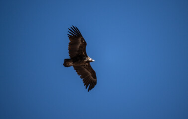 black vulture close-up in natural environment on a summer day in Altai