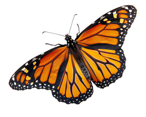 butterfly on a white background