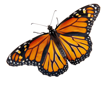 butterfly on a white background - Powered by Adobe