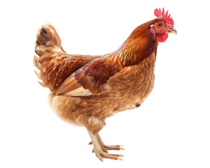 chicken isolated on white background