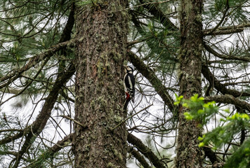 Obraz premium spotted woodpecker on a pine tree foraging for food on a summer day