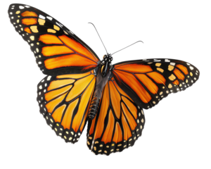 butterfly isolated on white