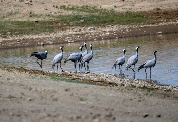 beautiful gray demoiselle cranes against the background of mountains on a sunny summer day in the south of Altai