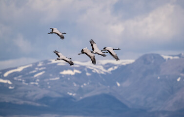 beautiful gray demoiselle cranes against the background of mountains on a sunny summer day in the south of Altai
