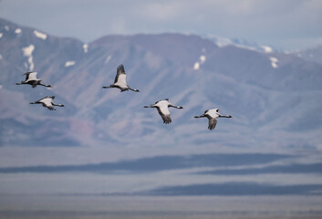beautiful gray demoiselle cranes against the background of mountains on a sunny summer day in the south of Altai