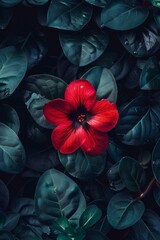 beautiful red blossoms are garden-friendly. Red petals flower surrounded by green leaves