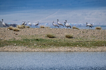 beautiful gray demoiselle cranes against the background of mountains on a sunny summer day in the south of Altai