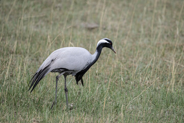 Obraz premium beautiful gray demoiselle cranes against the background of mountains on a sunny summer day in the south of Altai