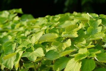 カラムシ（苧、枲、苎）苧麻