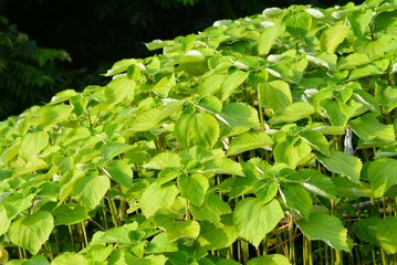カラムシ（苧、枲、苎）苧麻
