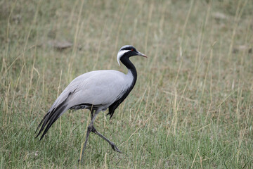 beautiful gray demoiselle cranes against the background of mountains on a sunny summer day in the south of Altai