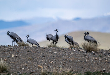 beautiful gray demoiselle cranes against the background of mountains on a sunny summer day in the south of Altai