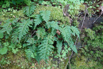 Closeup on a licorice or many-footed fern, Polypodium glycyrrhiza at the Columbia river gorge, Oregon