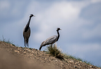 beautiful gray demoiselle cranes against the background of mountains on a sunny summer day in the south of Altai