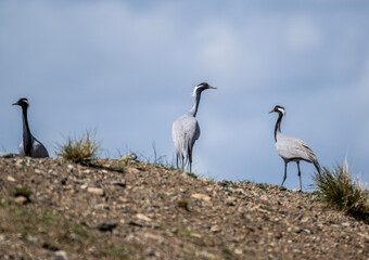 Obraz premium beautiful gray demoiselle cranes against the background of mountains on a sunny summer day in the south of Altai