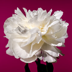 Blooming white peony on a pink background