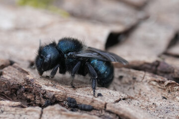 Closeup on a small charcoal black female Mason bee, Osmia sitting on wood at Colulbia river Gorge, Oregon