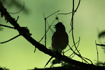 a beautiful finch on a green tree branch sings on a sunny summer day in Altai