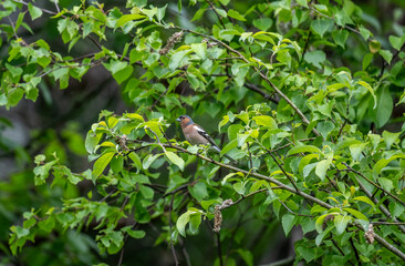 a beautiful finch on a green tree branch sings on a sunny summer day in Altai