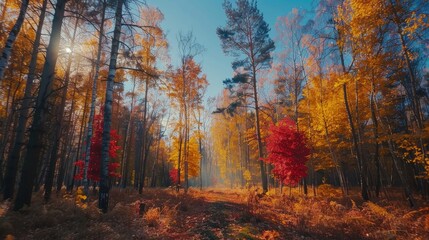 A time-lapse video showing the changing seasons in a temperate forest, from lush greenery in summer to colorful foliage in autumn and bare trees in winter, demonstrating t