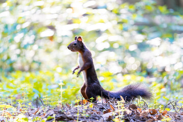 Squirrel looking for food in a forest