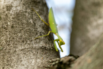 Close-up of a praying mantis sitting on a tree