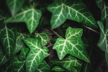 Close-up on some green ivy leaves climbing on a tree