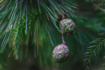 Close-up on a green branch of a pine tree