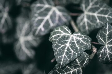 Close-up on some green ivy leaves climbing on a tree