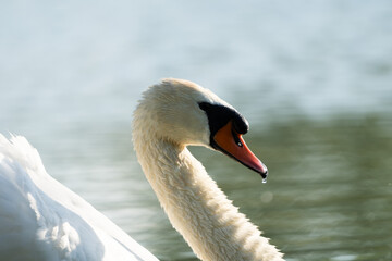 Close-up of a white swan (mute swan) swimming on a lake