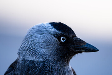 Close-up of a western jackdaw, corvus monedula, eurasian jackdaw
