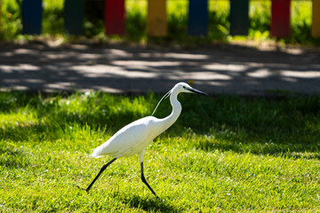 A little egret (Egretta garzetta) looking for food near a river