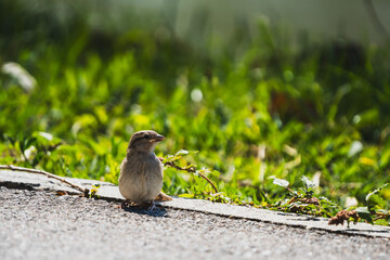 Close-up of a house sparrow sitting on the side of a road