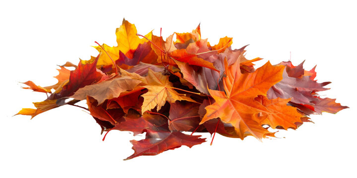A pile of autumn colorful maple leaves isolated on a white background