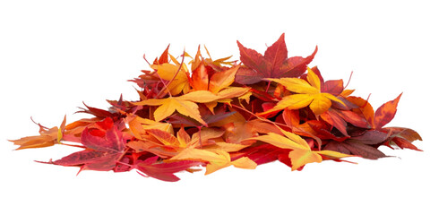 Fototapeta premium A pile of autumn colorful maple leaves isolated on a white background