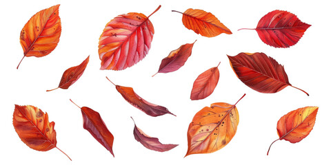 Fototapeta premium A set of autumn leaves isolated on a white background
