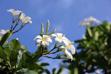 Fototapeta premium Plumeria flowers on a tree branch against the blue sky. Tropical background for romantic vacation and travel