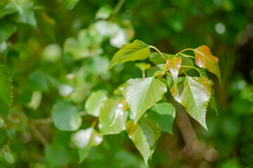 Bright green foliage in early spring.