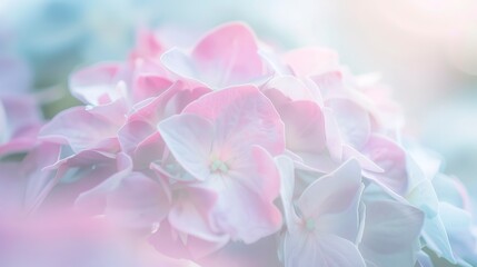 Obraz premium Hydrangea bloom, macro shot, light blue and pink hues, soft natural light, detailed textures, soft focus. 