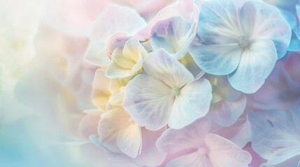 Obraz premium Hydrangea bloom, macro shot, light blue and pink hues, soft natural light, detailed textures, soft focus. 
