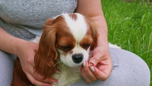 Woman feeding with a treat cute white and brown cavalier king charles spaniel dog close up