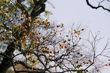 Close-up of ginkgo leaves on a ginkgo tree in late autumn