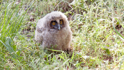 Naklejka premium great horned owl
