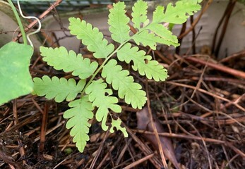leaves in the forest, green and fresh Fern leave growth on the ground